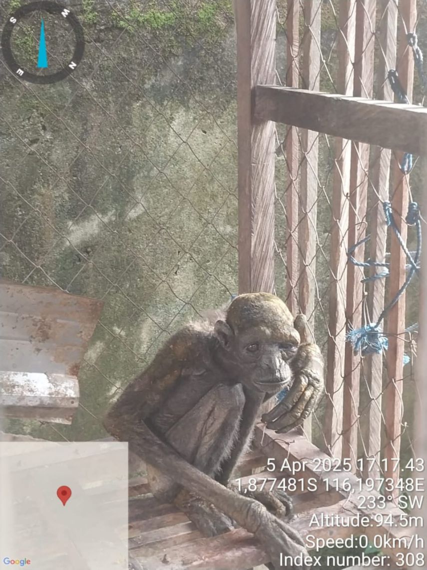 Kondisi Memprihatinkan, Owa Gollum Kini Pulih Bertahap Setelah Dievakuasi dari Kandang Ayam