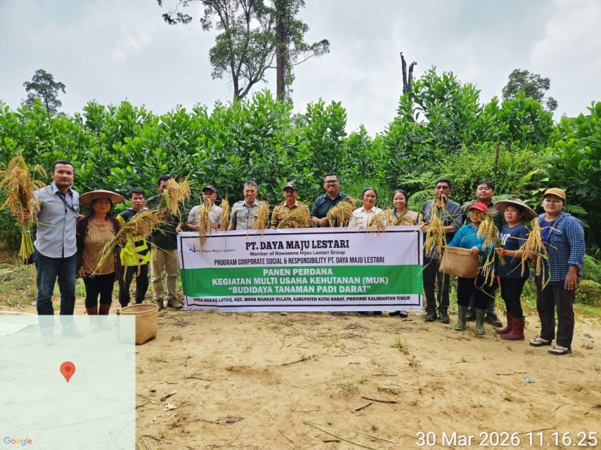 PT Daya Maju Lestari Gelar Panen Perdana Padi Darat di Kutai Barat lewat Program Multi Usaha Kehutanan