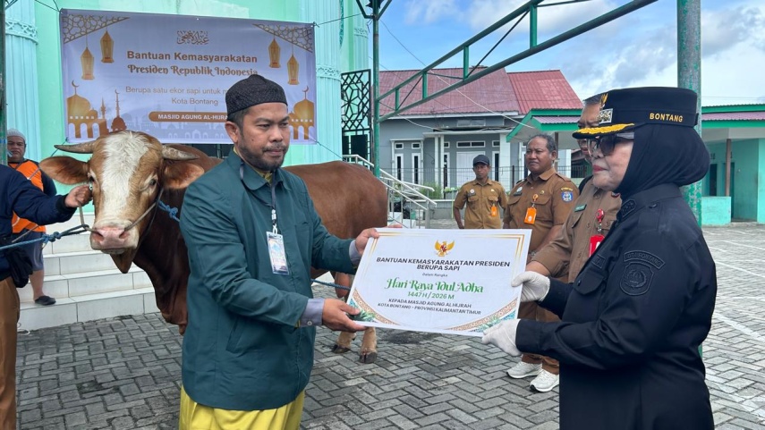 Wali Kota Neni Serahkan Sapi Kurban Presiden Prabowo, Bobot Capai 732 Kg