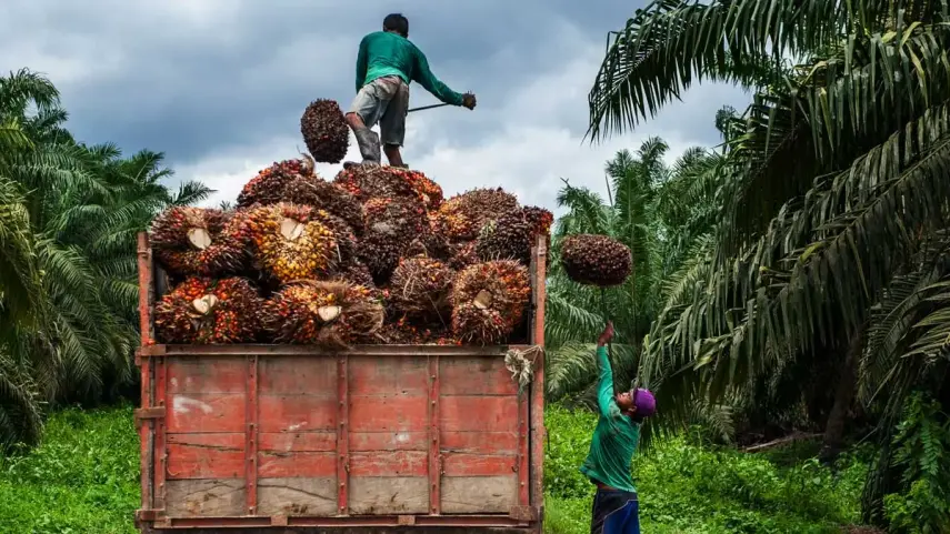 Demi Jamin Kepastian Harga Tandan Buah Segar, Dinas Perkebunan Kaltim Desak Petani Sawit Jalin Kemitraan